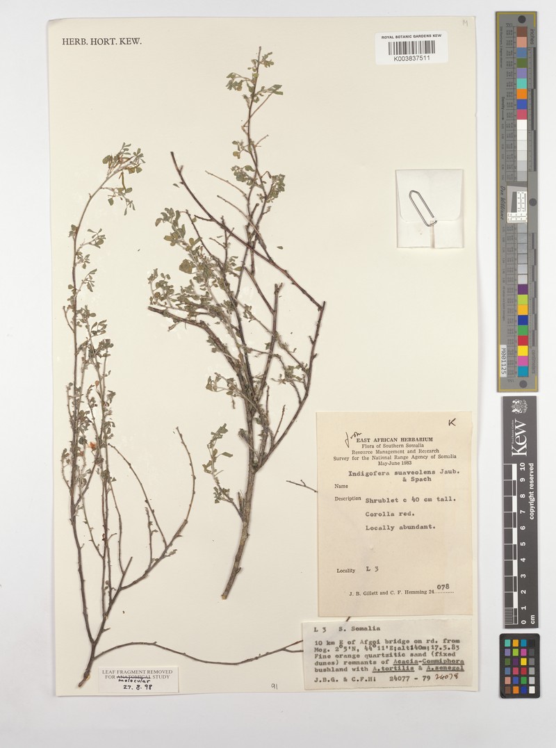 Indigofera suaveolens photo 2