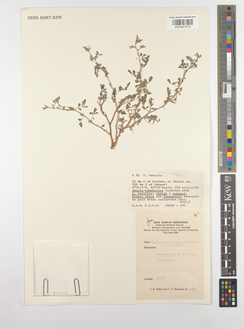 Indigofera suaveolens photo 3