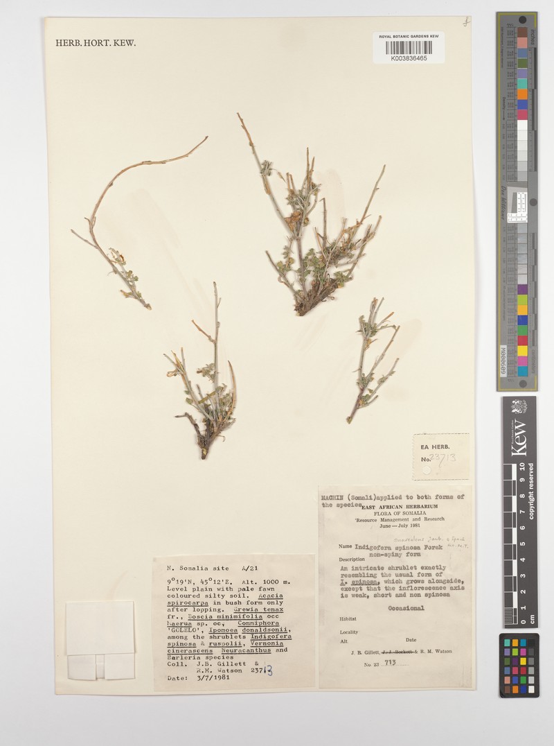 Indigofera suaveolens photo 4