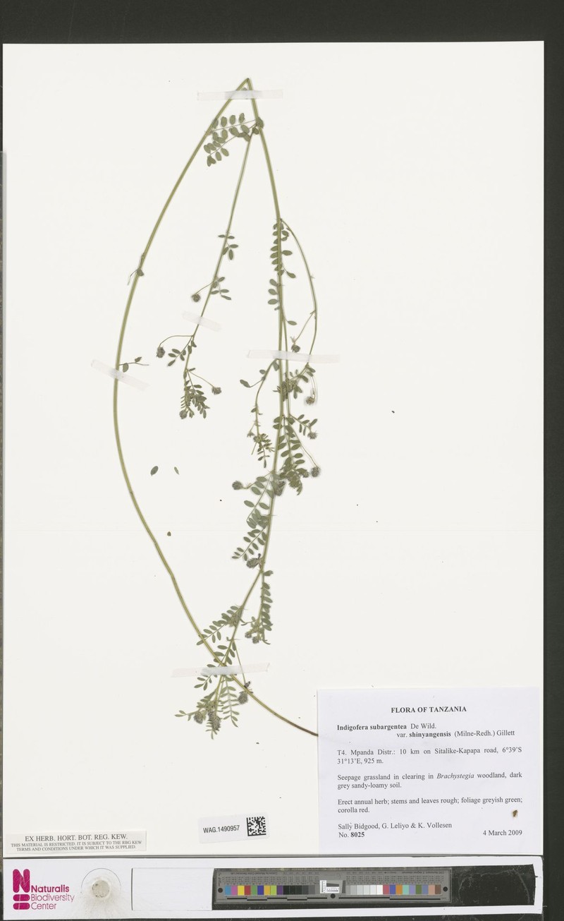 Indigofera subargentea