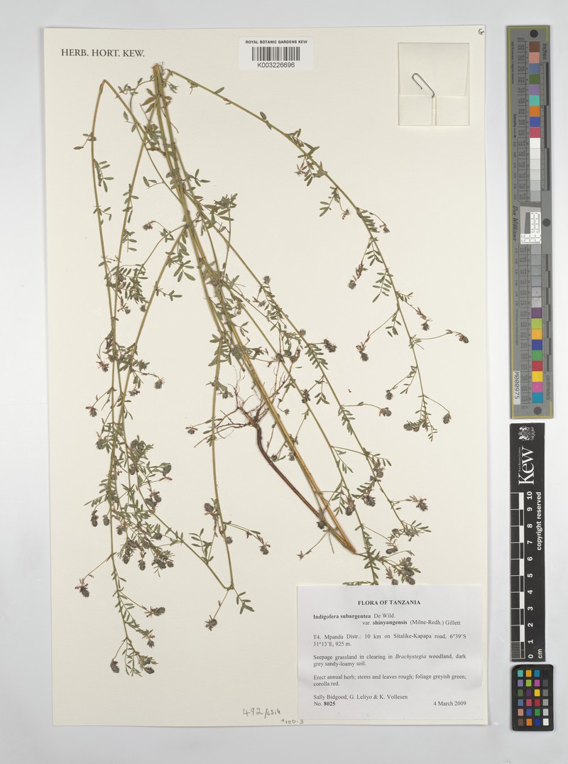 Indigofera subargentea photo 2