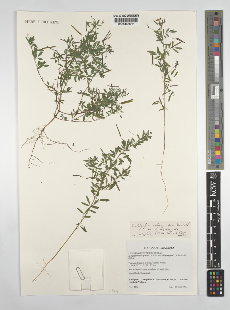 Indigofera subargentea photo 3