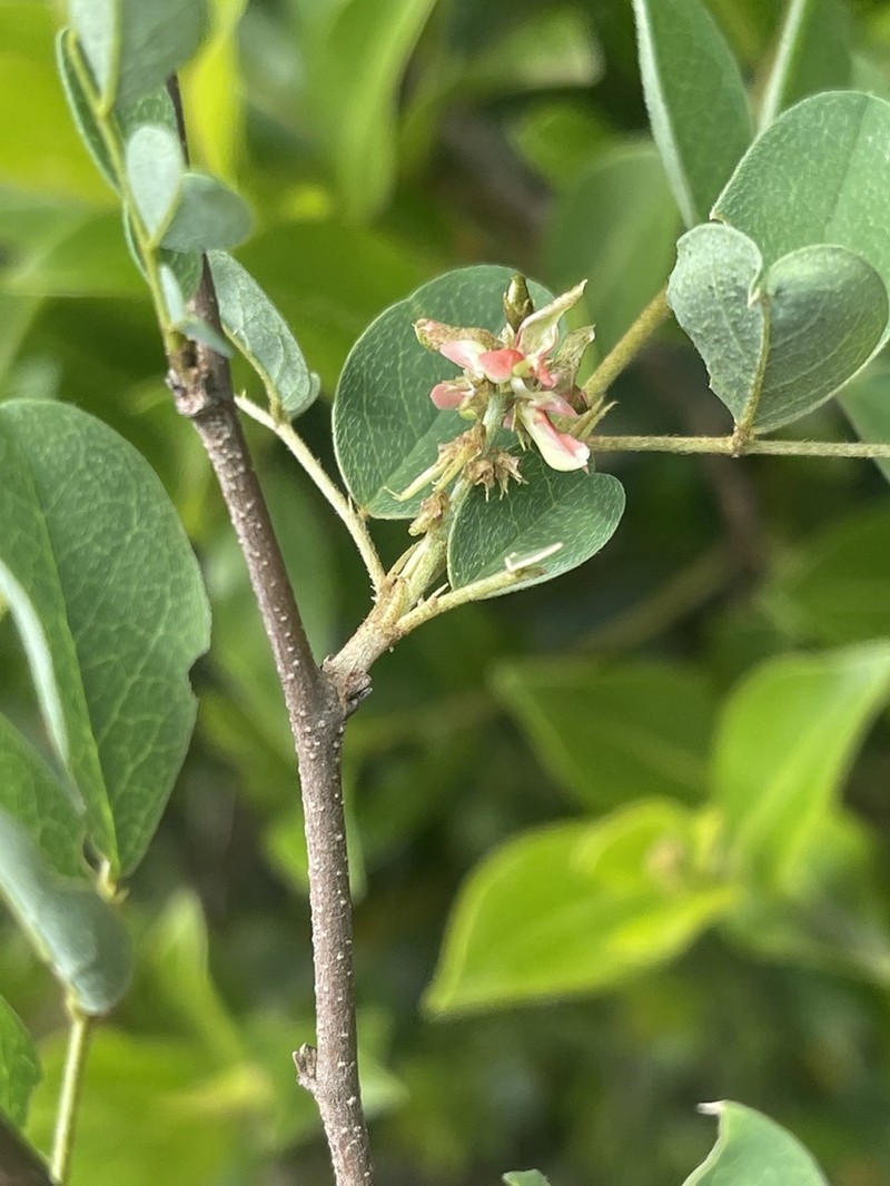 Indigofera subcorymbosa