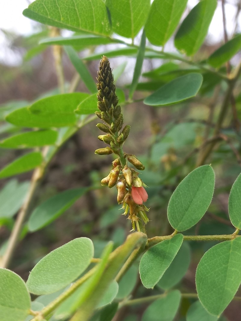 Indigofera subcorymbosa photo 2