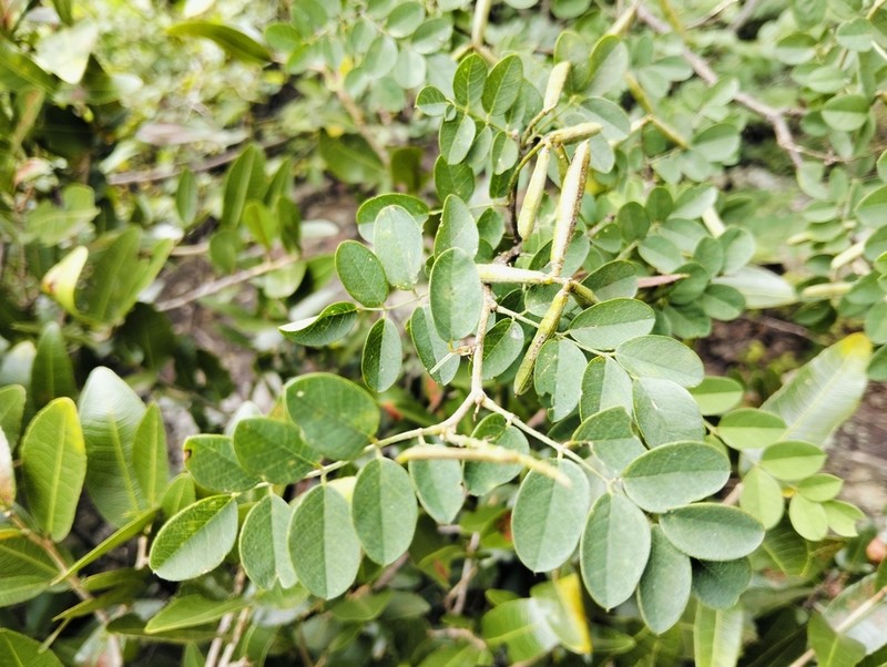 Indigofera subcorymbosa photo 4