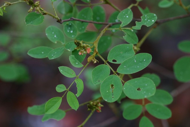 Indigofera subcorymbosa photo 6