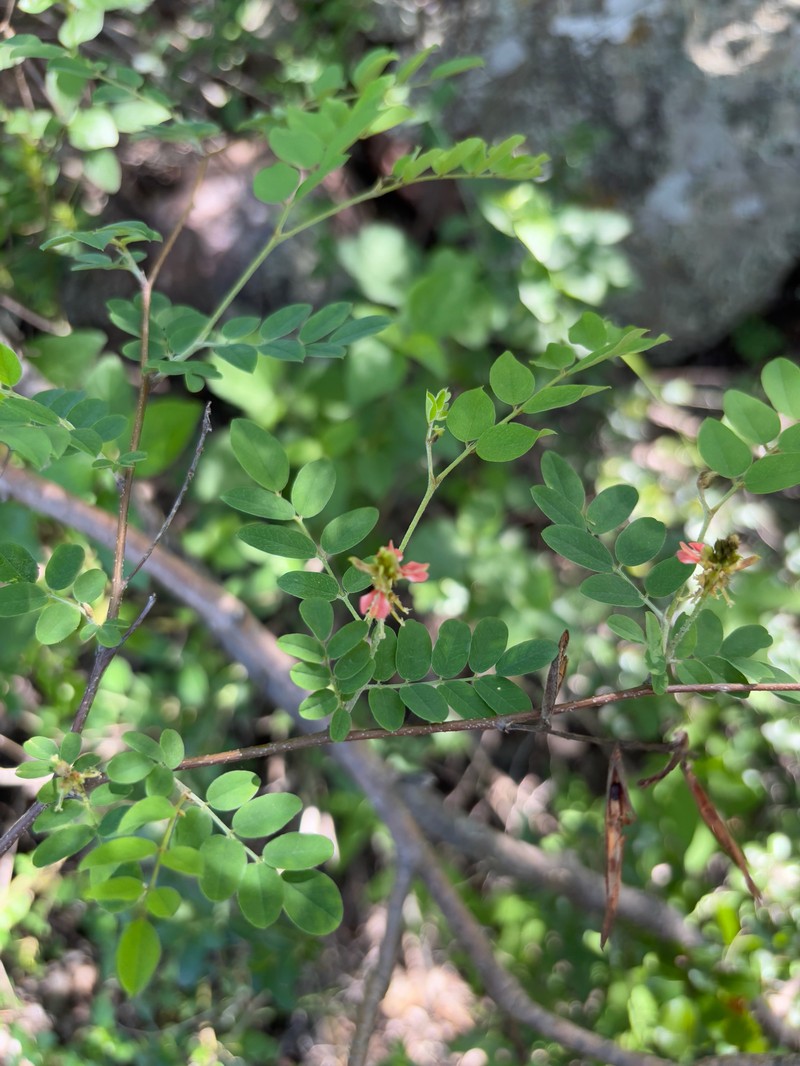Indigofera subcorymbosa photo 7