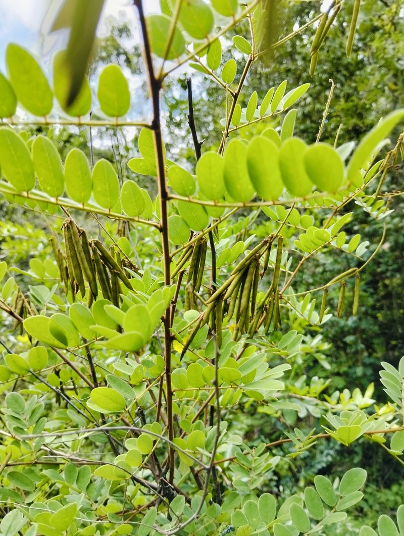 Indigofera subcorymbosa photo 8