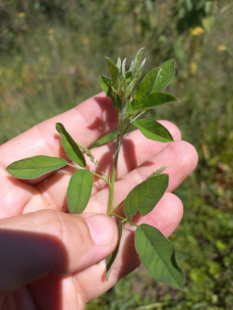 Indigofera subulata