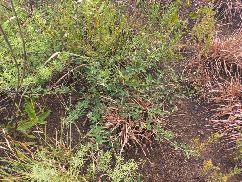 Indigofera subulata photo 2