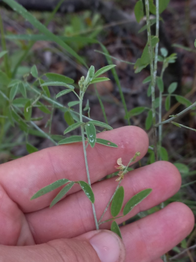 Indigofera subulata photo 3