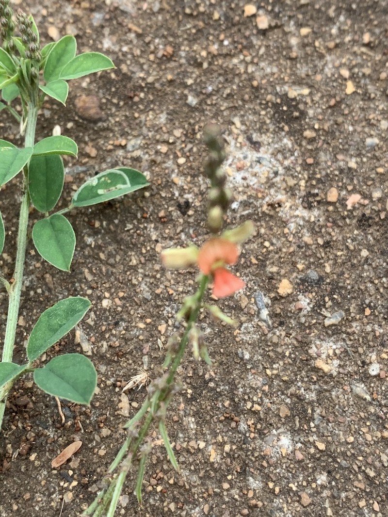 Indigofera subulata photo 4