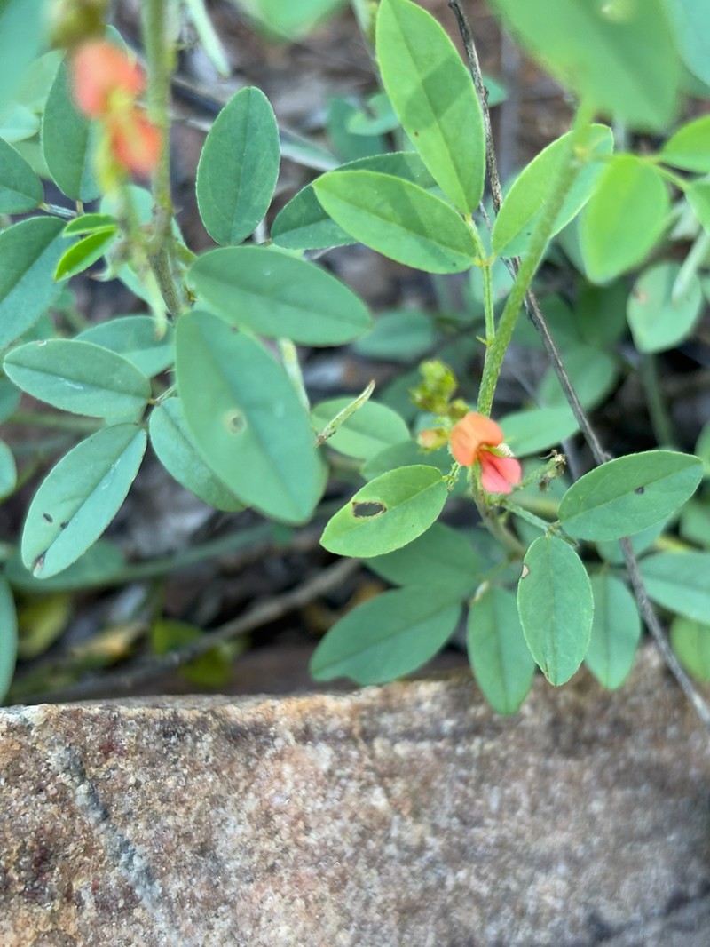 Indigofera subulata photo 6