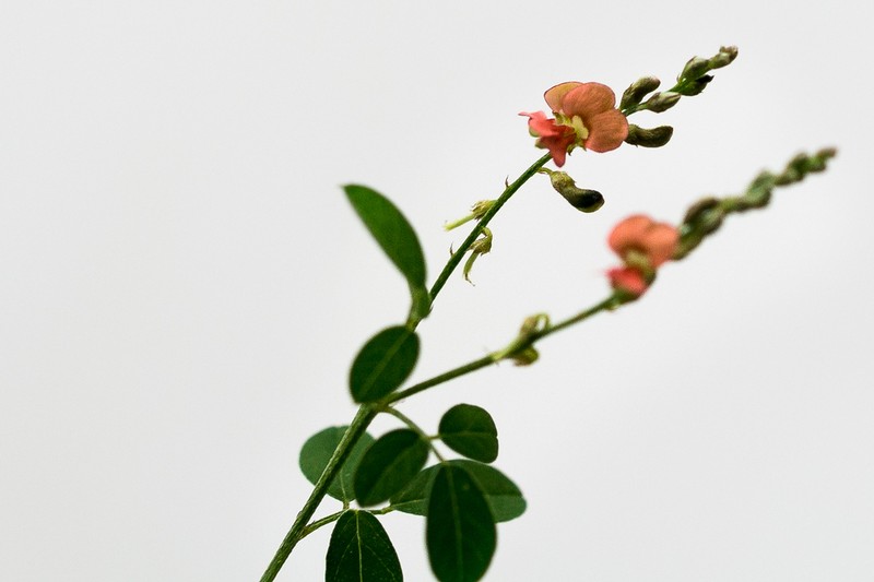 Indigofera subulata photo 7