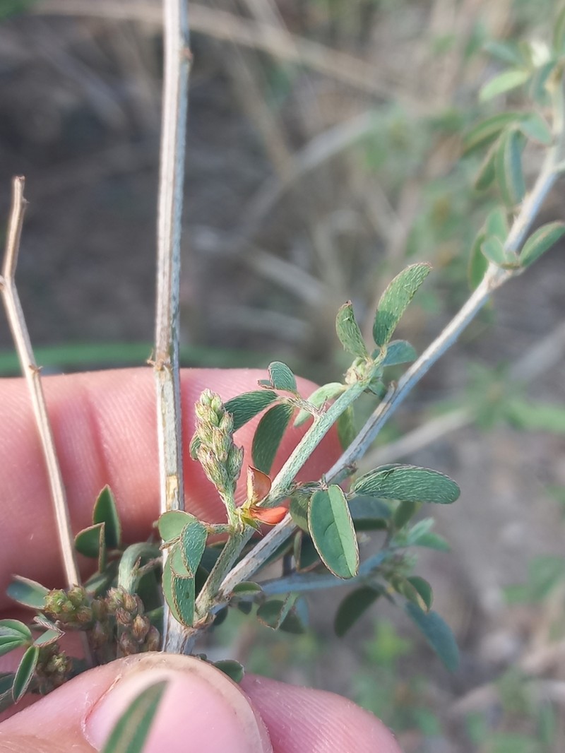 Indigofera subulata photo 8