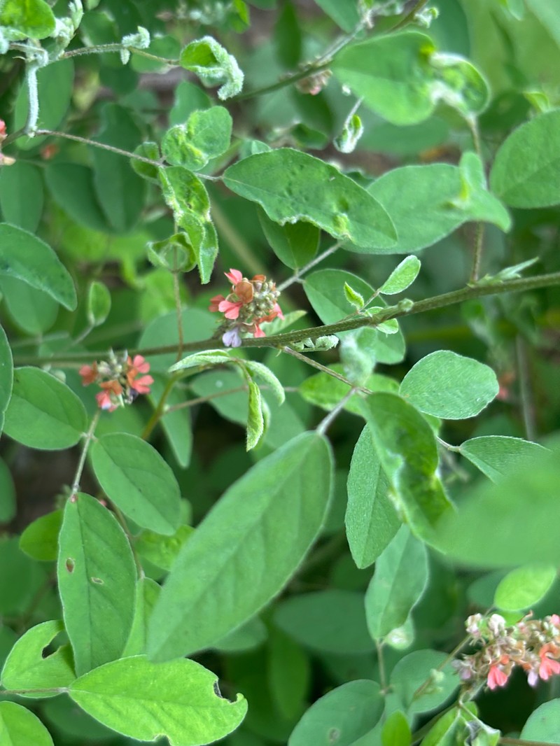 Indigofera subulata var. subulata