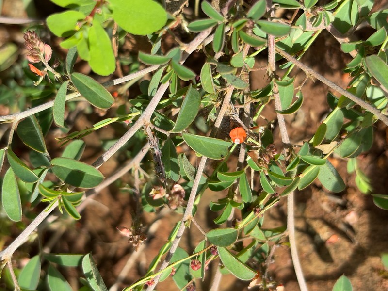 Indigofera subulata var. subulata photo 2
