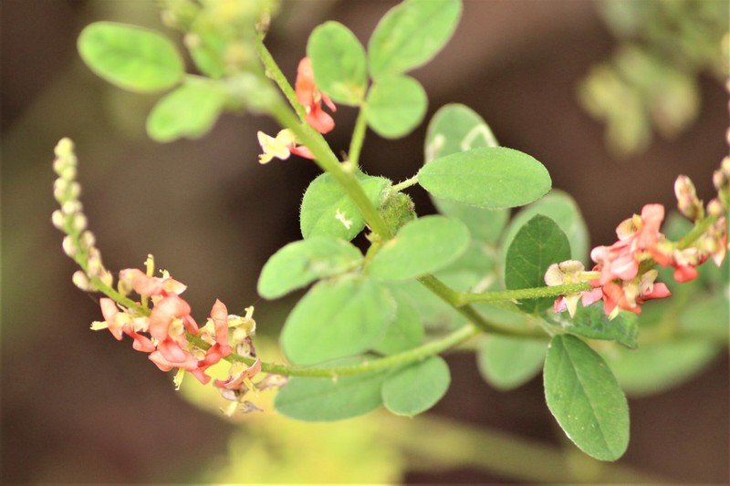 Indigofera subulata var. subulata photo 3