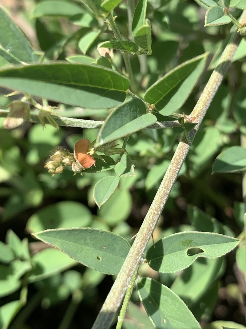 Indigofera subulata var. subulata photo 4