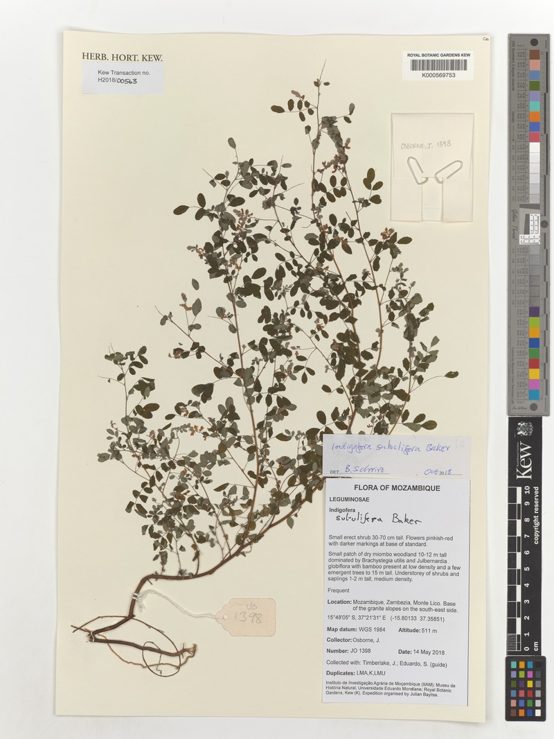 Indigofera subulifera photo 2