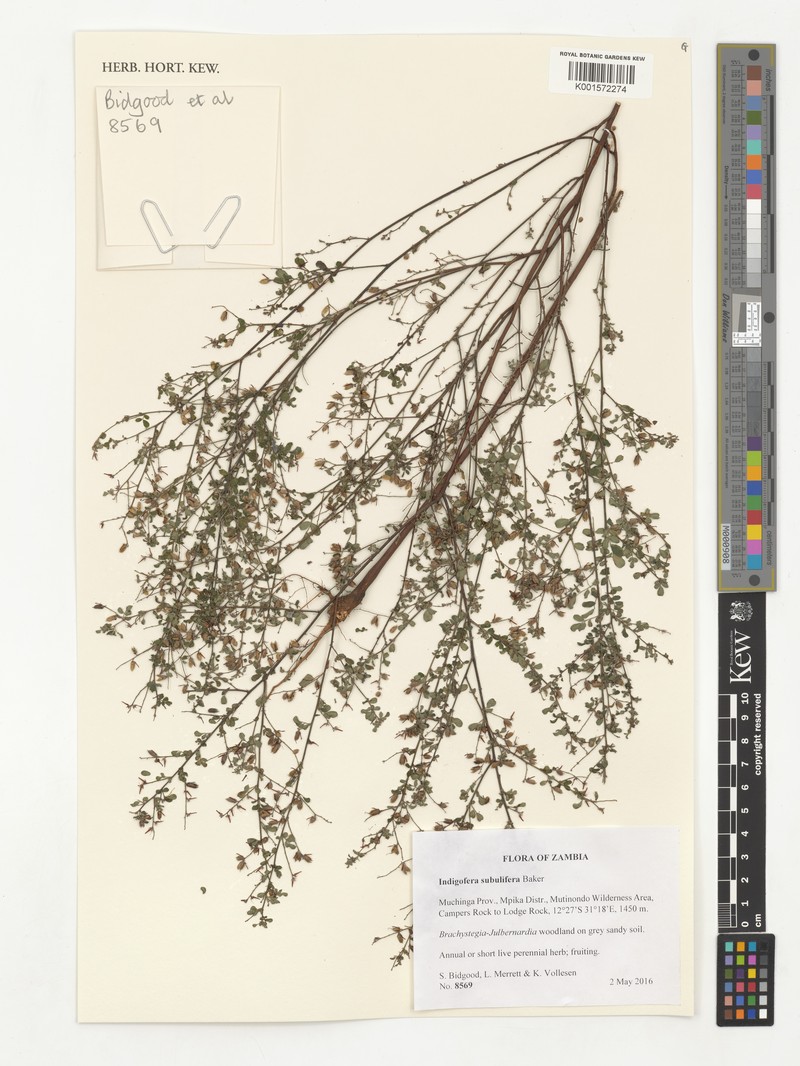 Indigofera subulifera photo 3