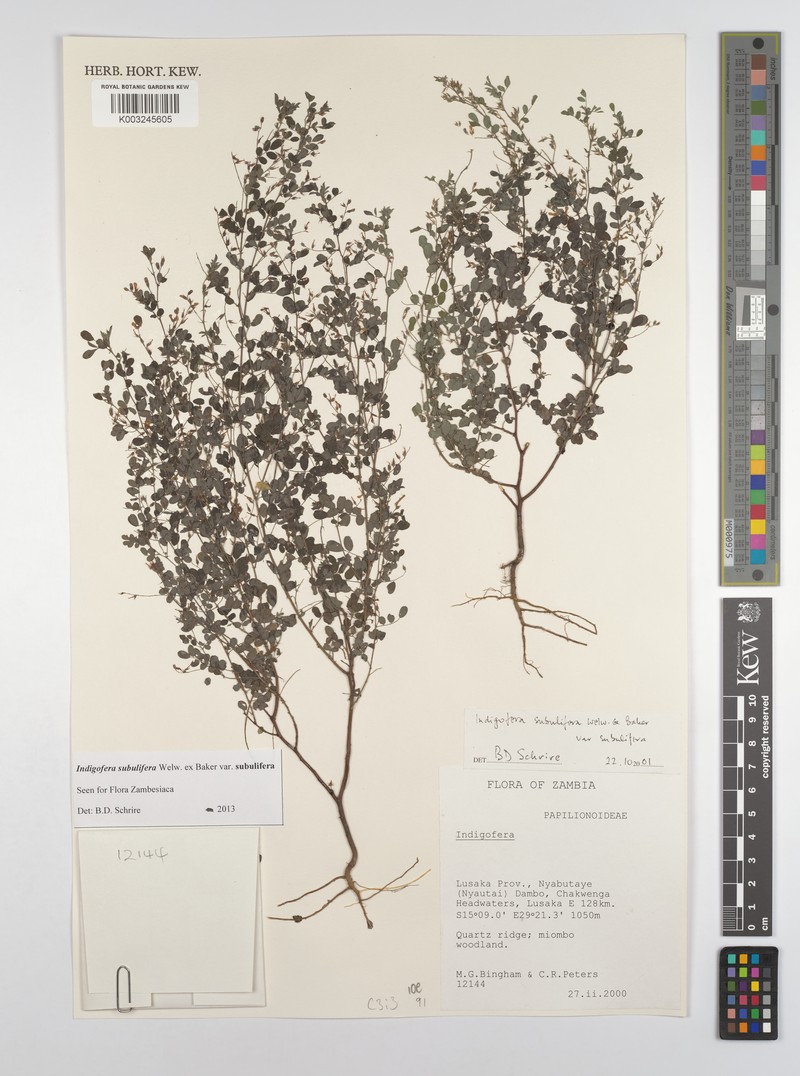 Indigofera subulifera photo 5