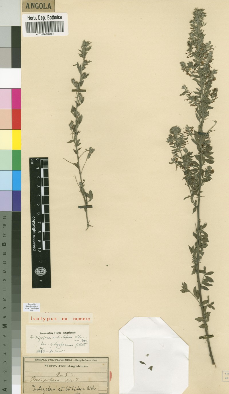 Indigofera subulifera