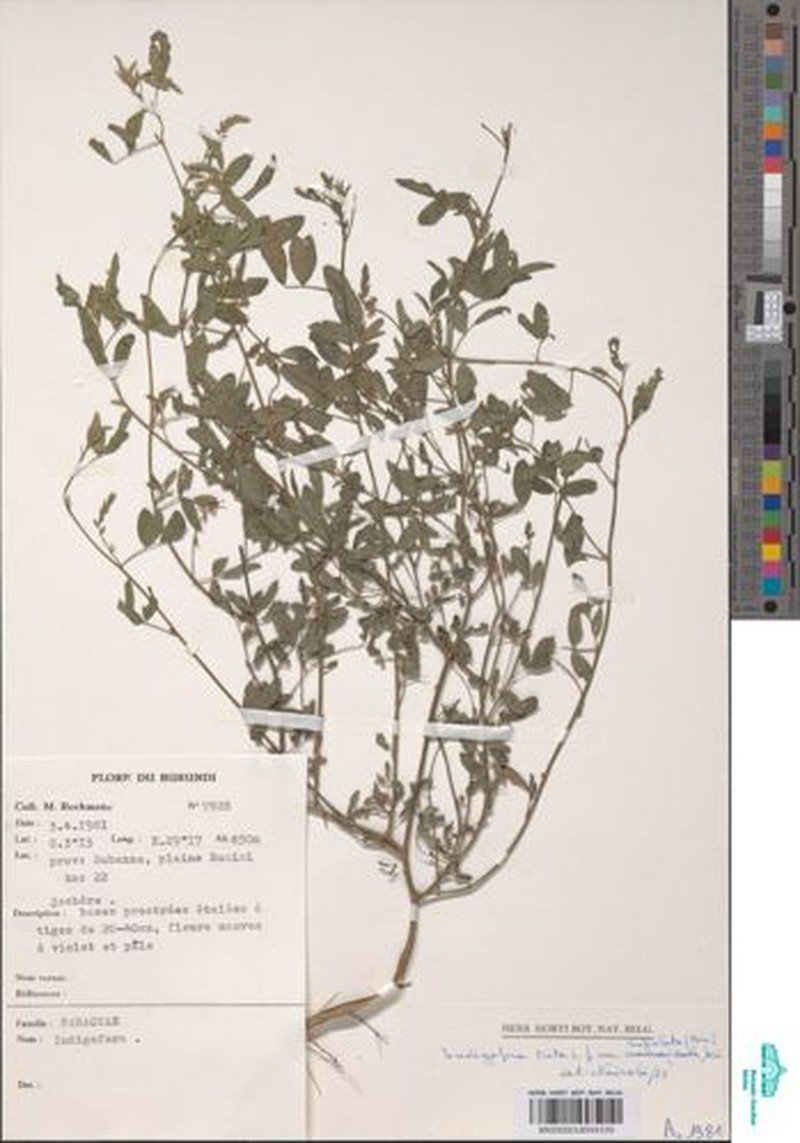 Indigofera subulifera var. subulifera