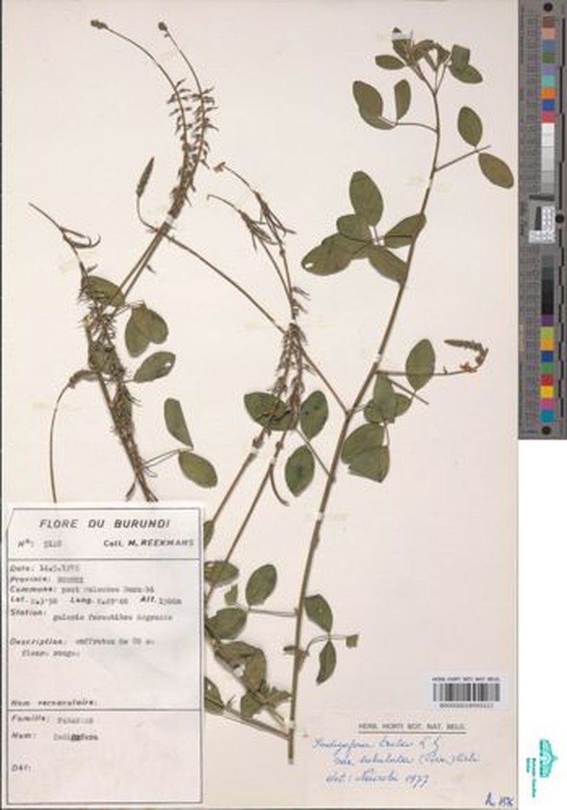 Indigofera subulifera var. subulifera photo 2