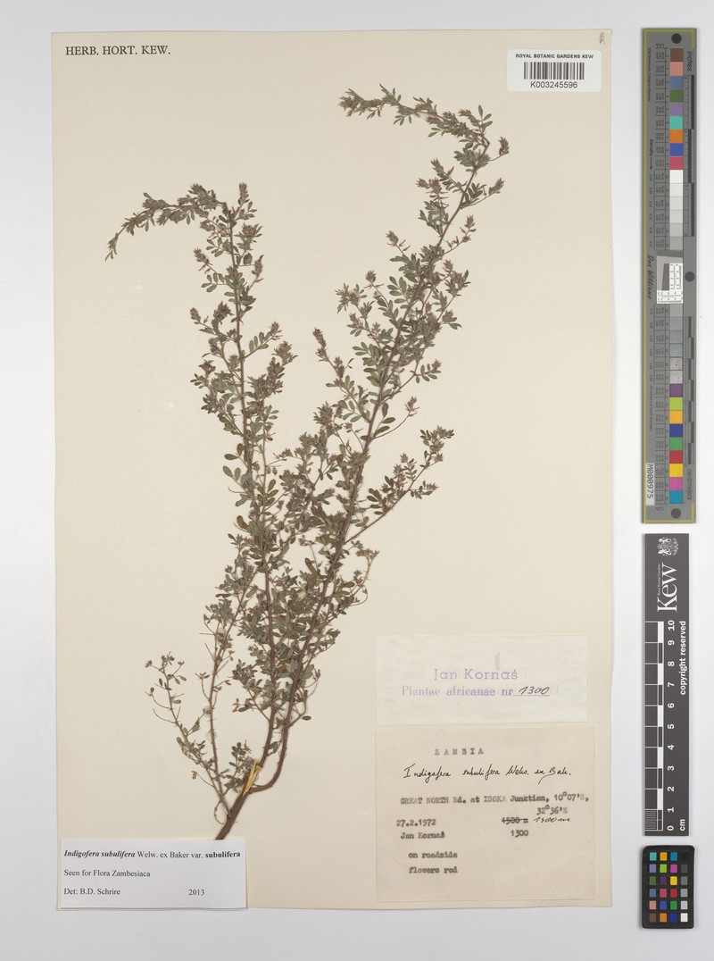 Indigofera subulifera var. subulifera photo 3