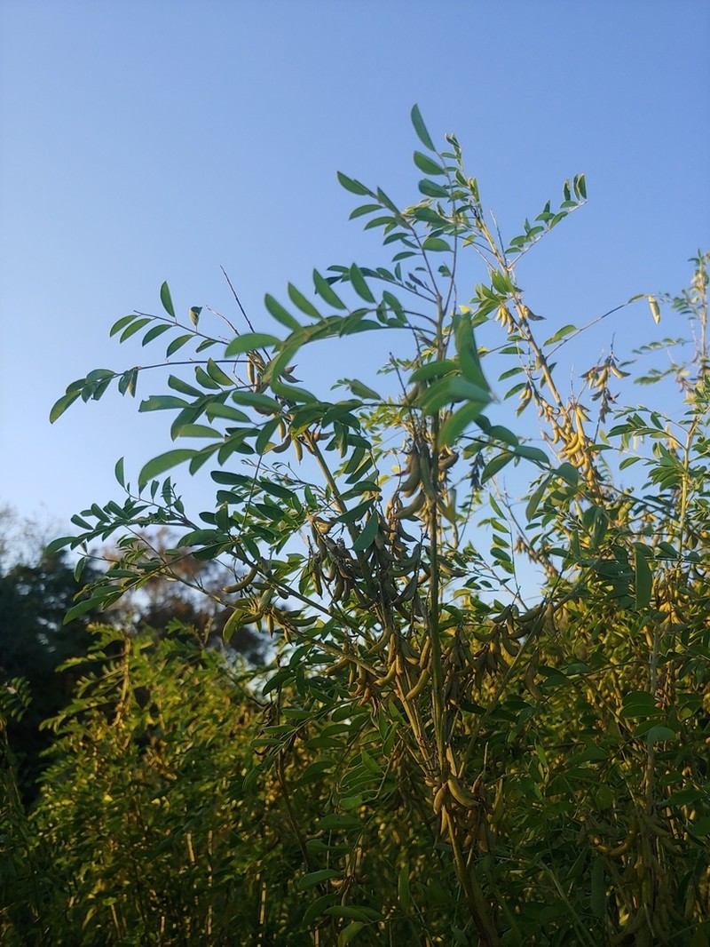 Anil De Pasto photo 2