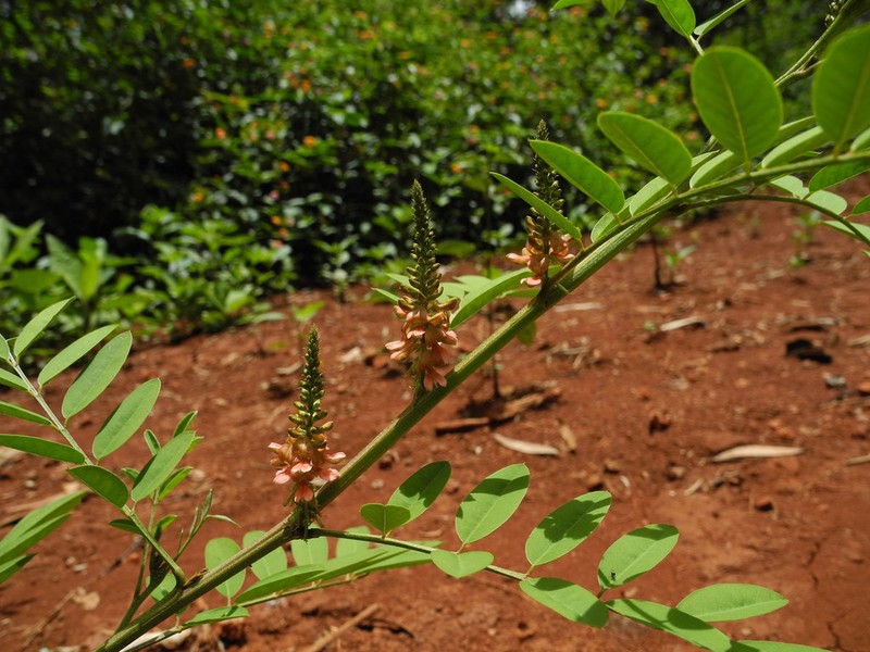 Anil De Pasto photo 6