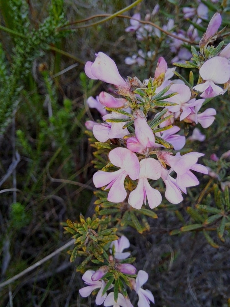 Indigofera sulcata photo 2