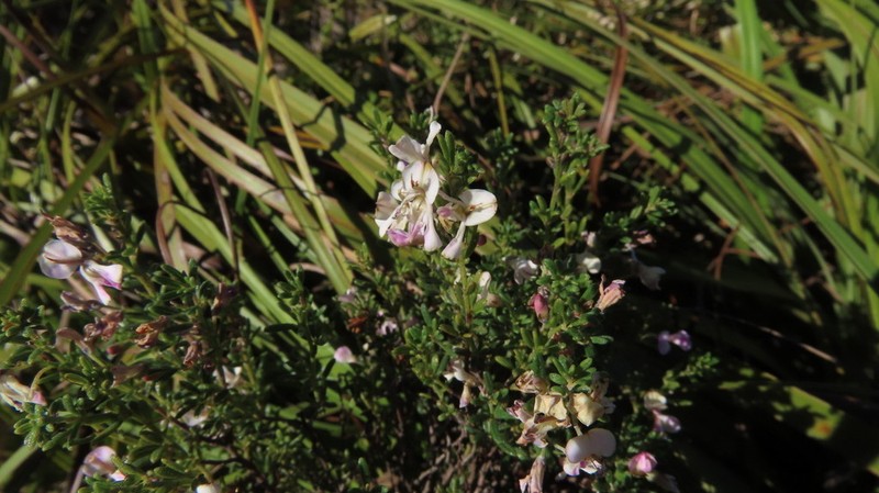 Indigofera sulcata photo 3