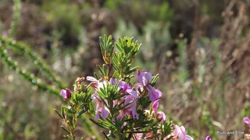 Indigofera sulcata photo 4