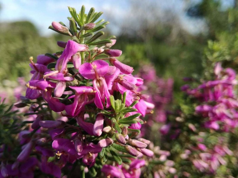 Indigofera sulcata photo 5