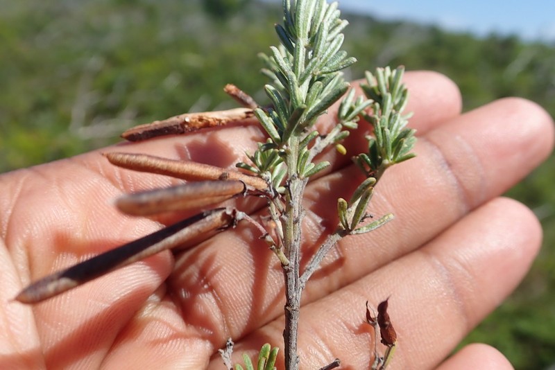Indigofera sulcata photo 6