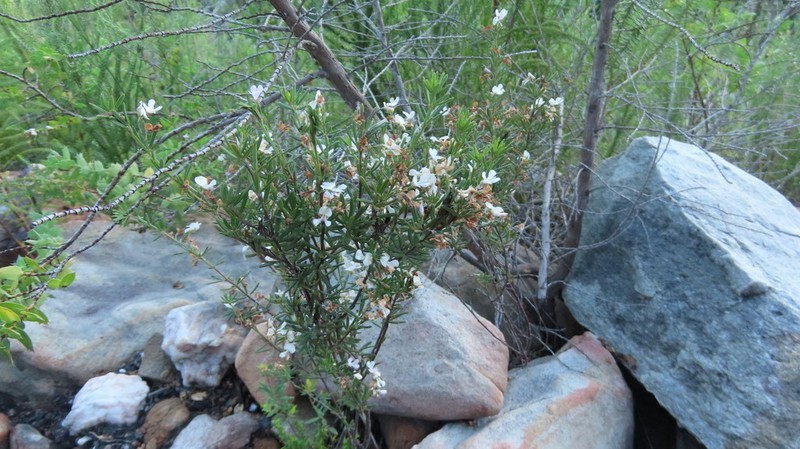 Indigofera sulcata photo 7