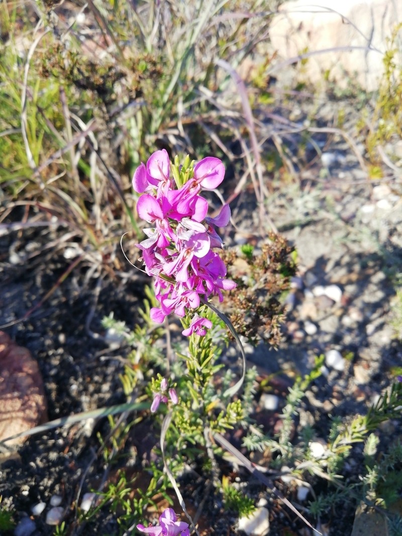 Indigofera sulcata photo 8