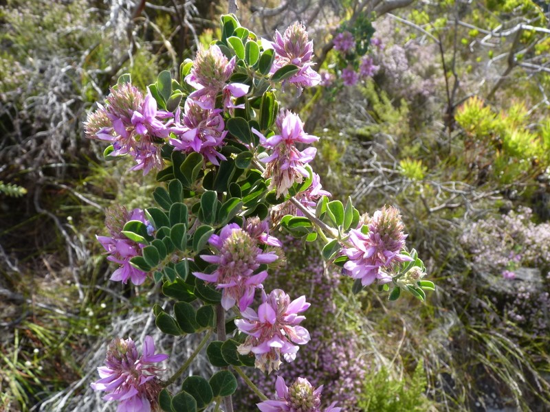 Indigofera superba