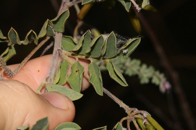 Indigofera superba photo 2