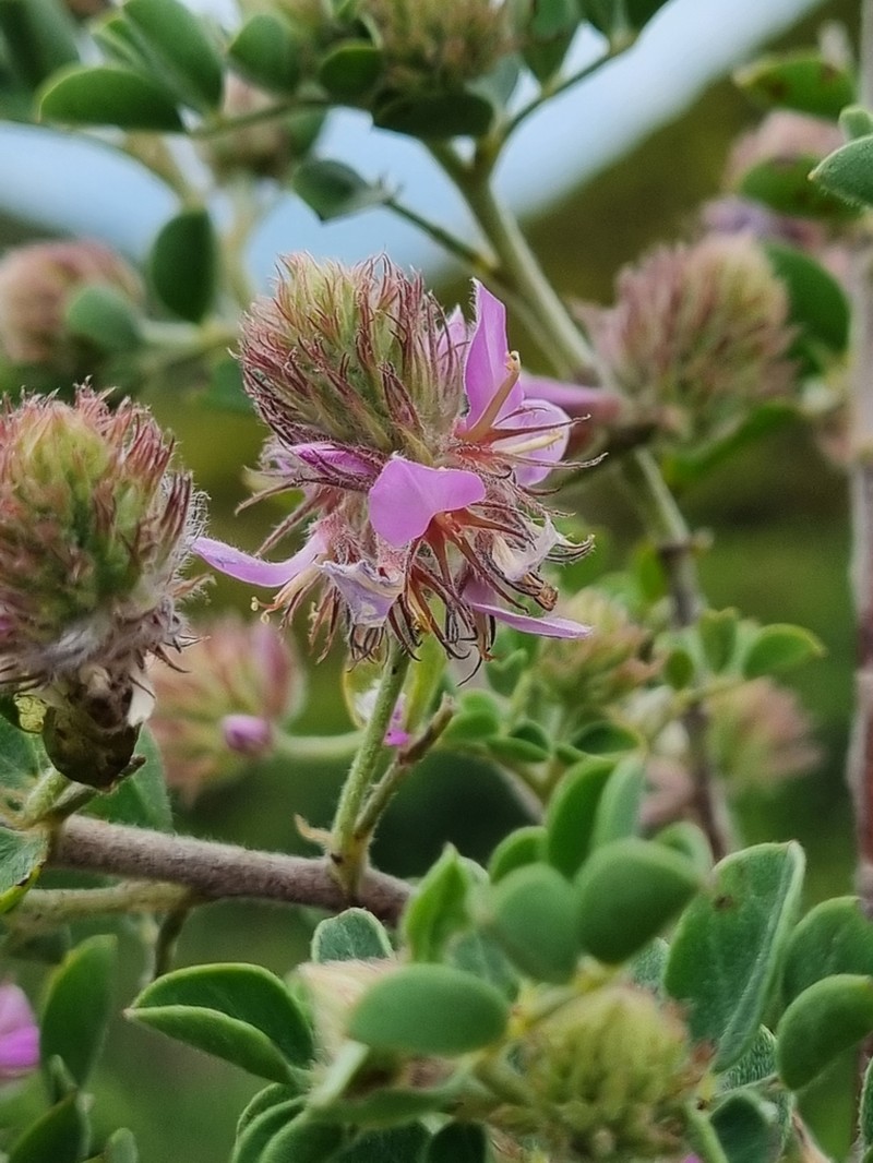 Indigofera superba photo 3