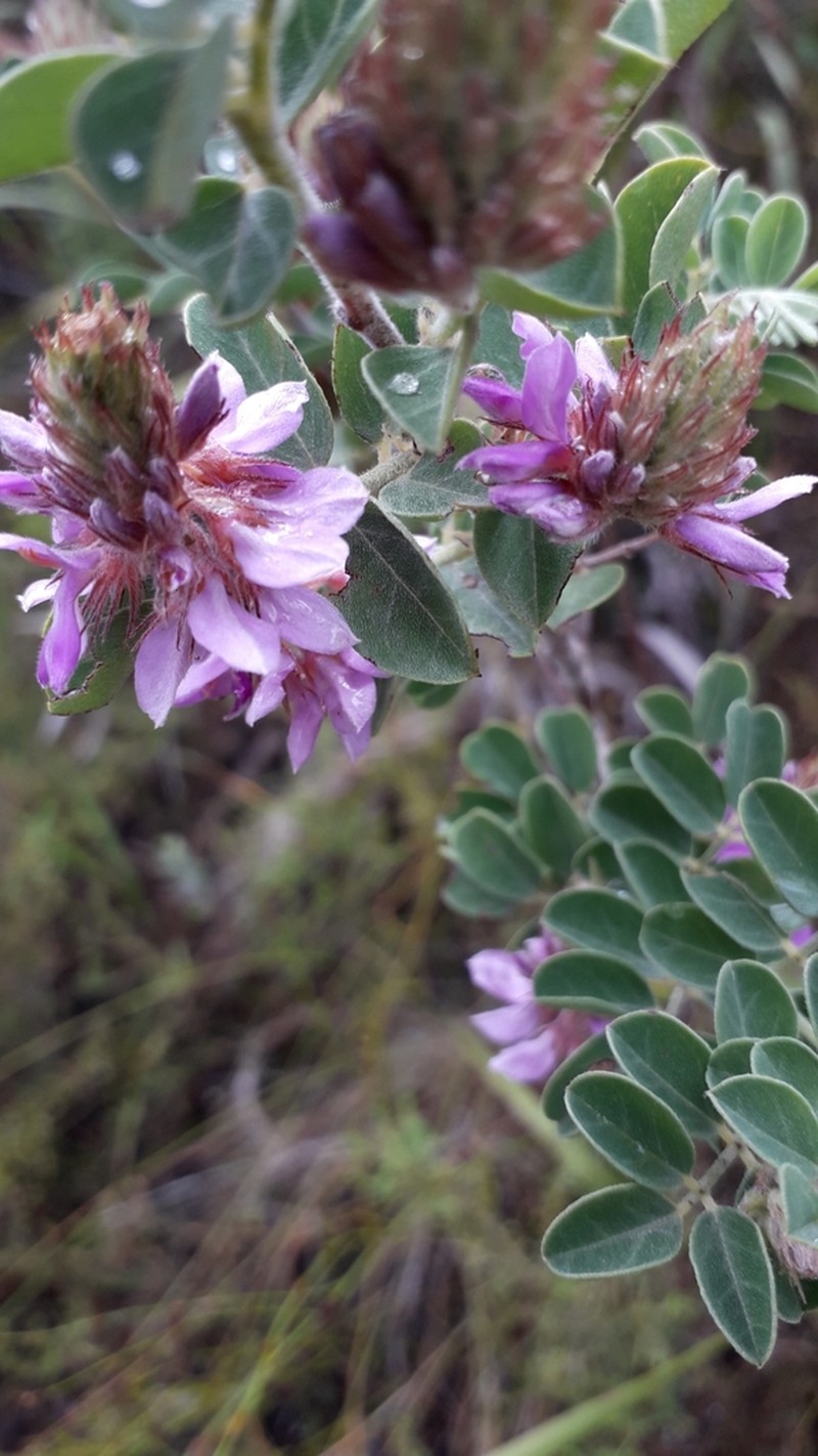 Indigofera superba photo 4