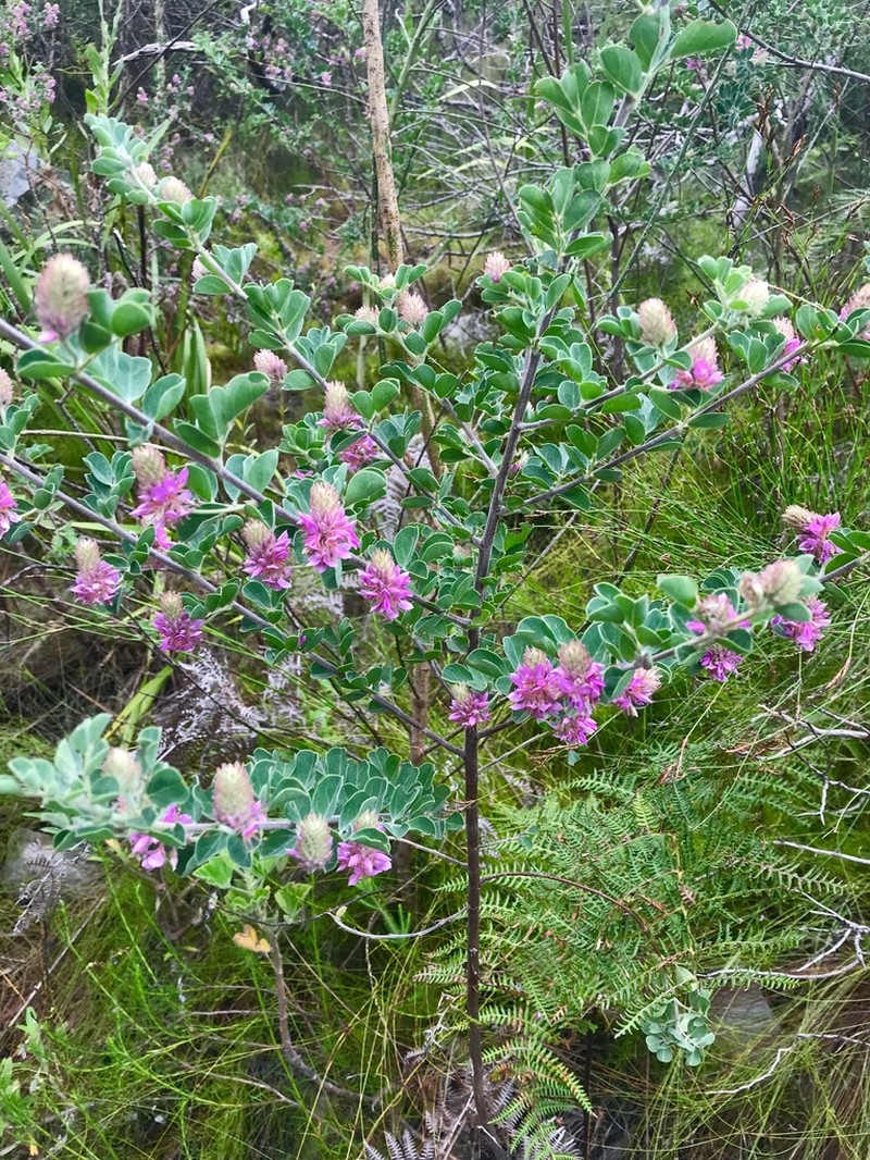Indigofera superba photo 5