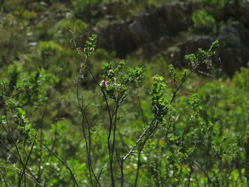 Indigofera superba photo 6