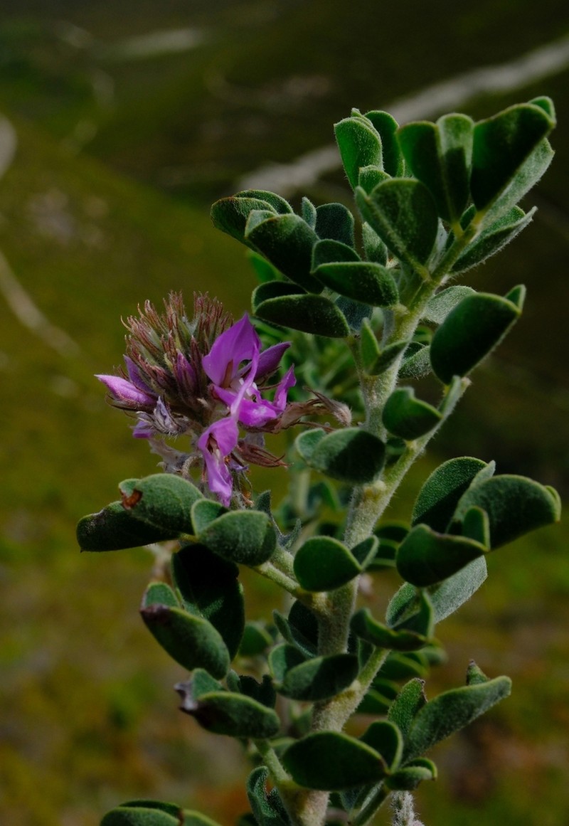 Indigofera superba photo 7