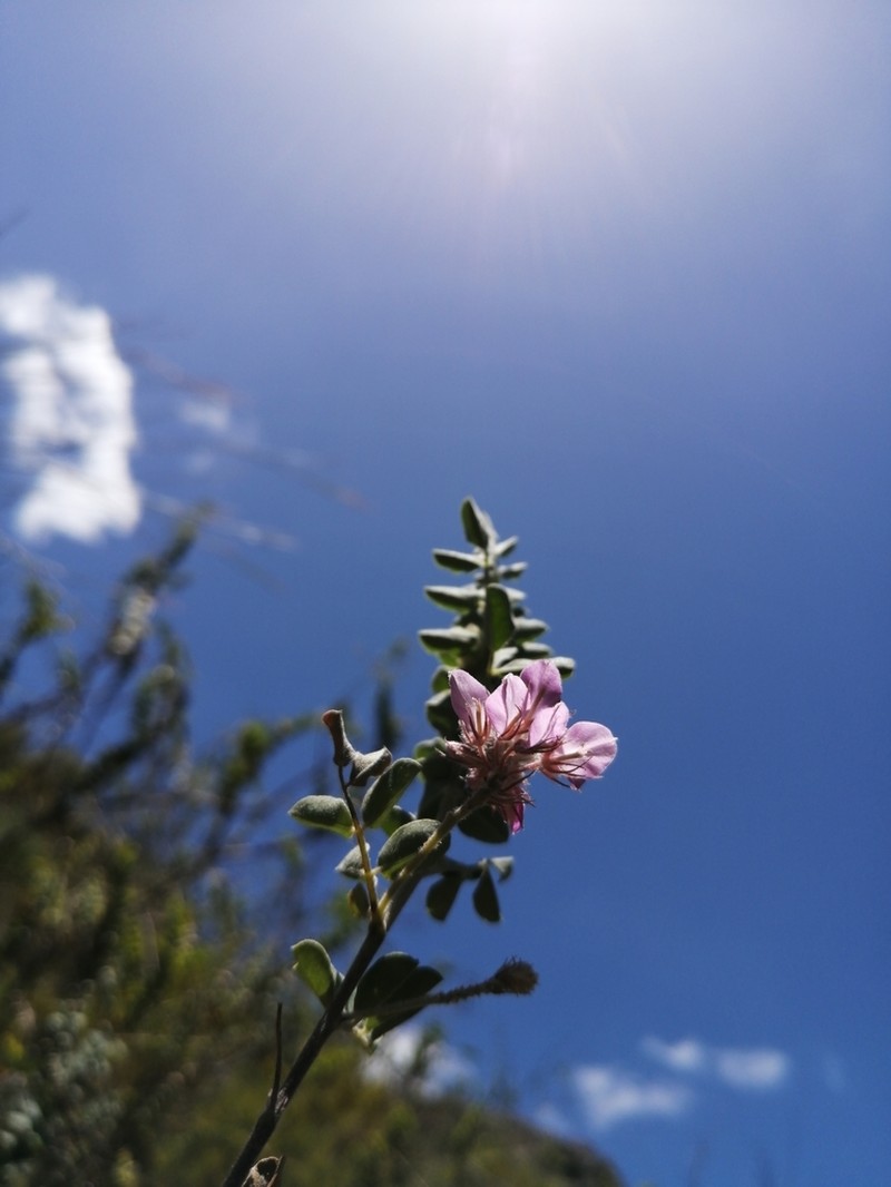 Indigofera superba photo 8