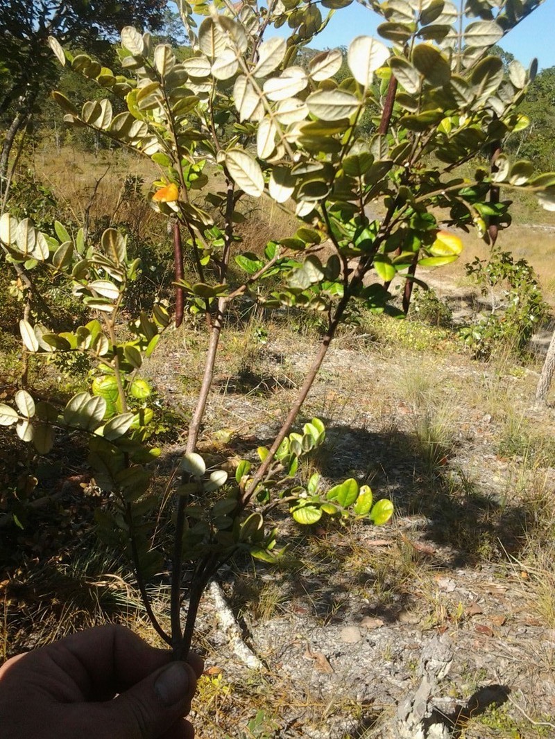 Indigofera sutherlandioides