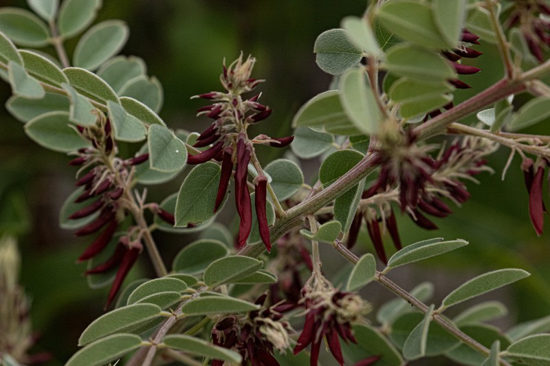 Indigofera sutherlandioides photo 2