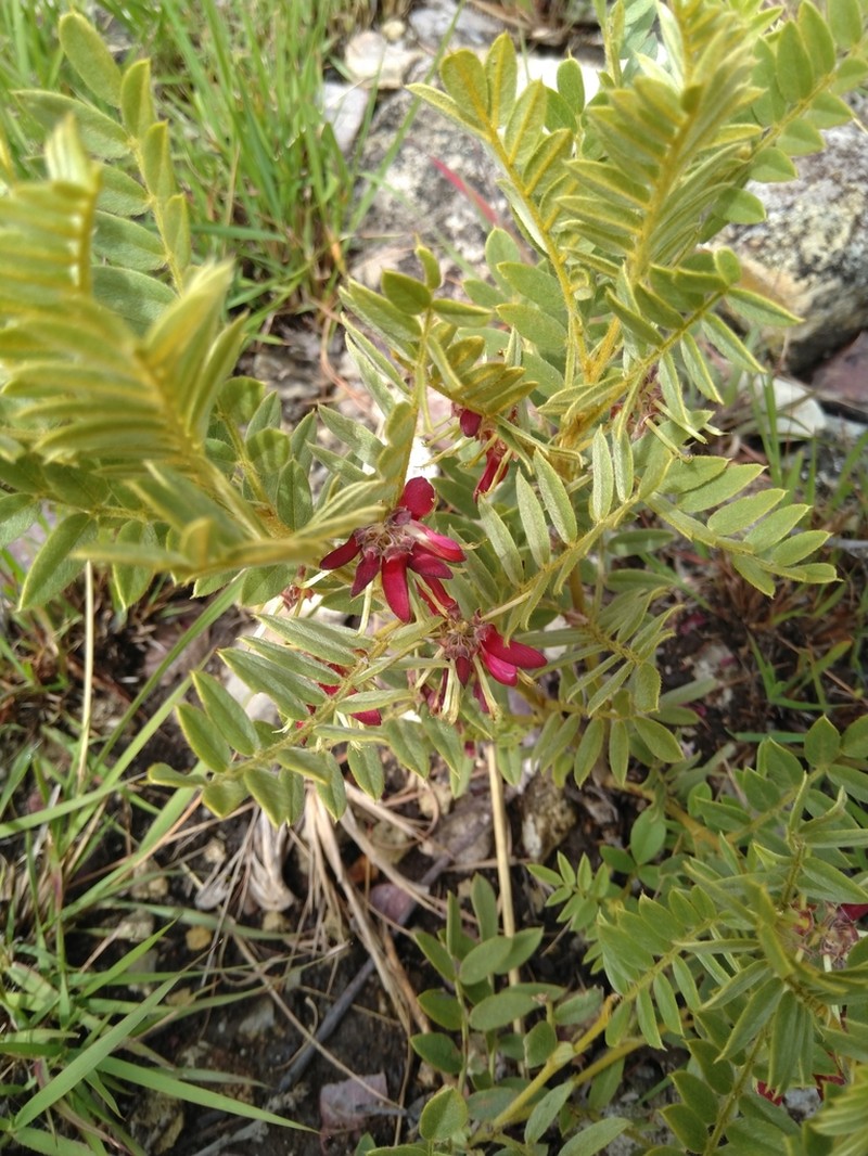 Indigofera sutherlandioides photo 3